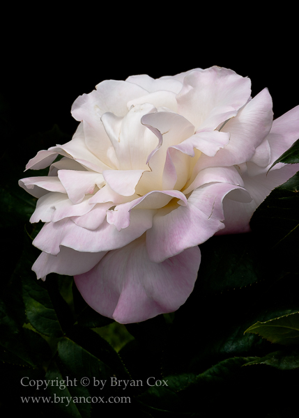 Image of 