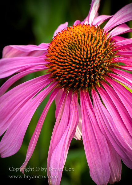 Image of Echinacea