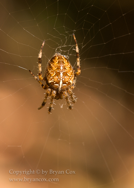 Image of Arachnids