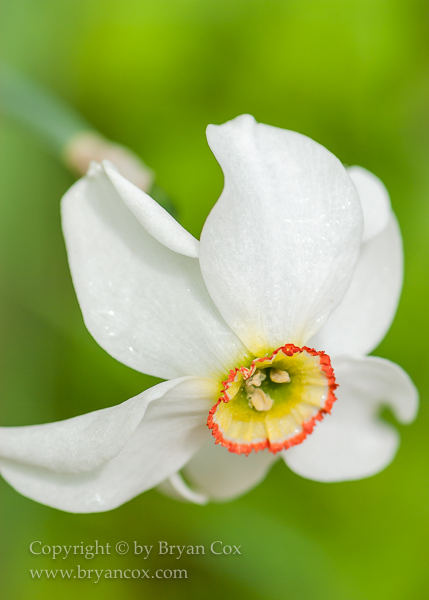 Image of Narcissus