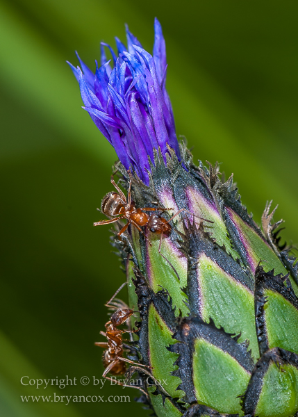 Image of Squarerose Knapweed (Centaurea triumfettii)