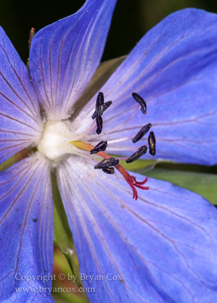 Image of Northern Geranium (Geranium erianthum)