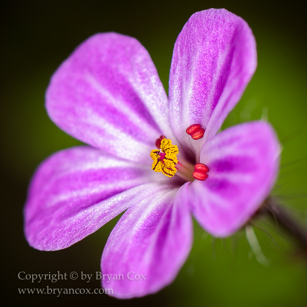 Image of Herb Robert (Geranium robertianum)