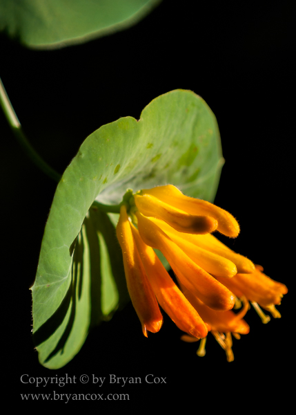 Image of Western trumpet honeysuckle (Lonicera ciliosa)
