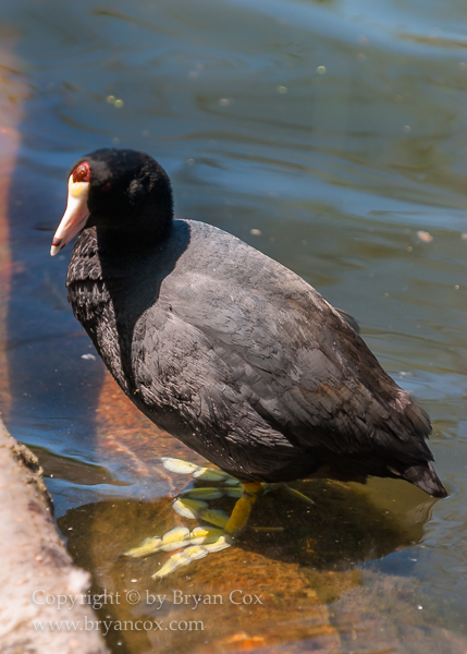 Image of American Coot