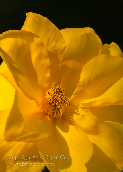 Image of 