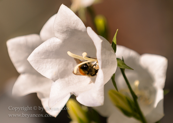 Image of White Bellflower (Campanula)