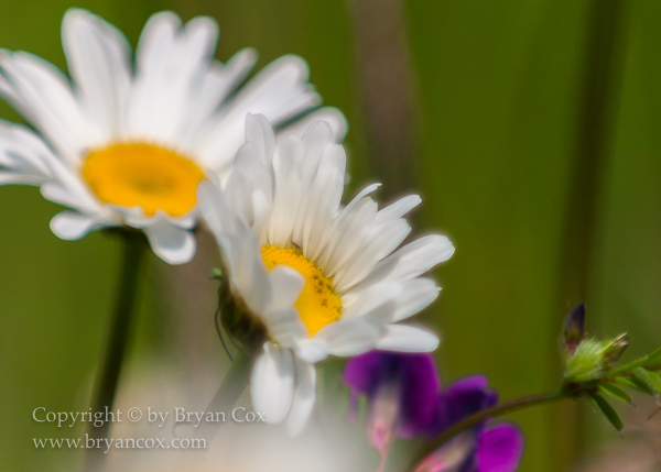 Image of Oxeye Daisy and Vetch