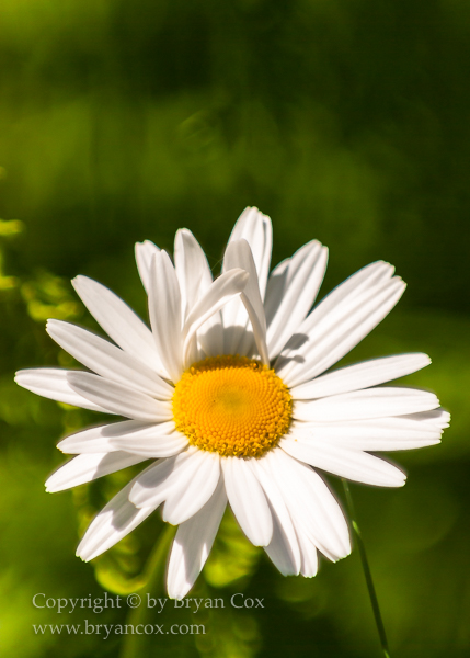 Image of Oxeye Daisy