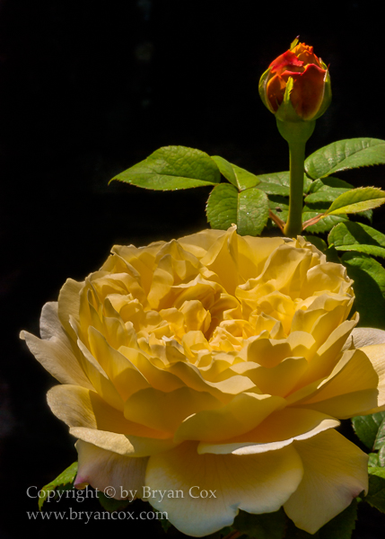 Image of 