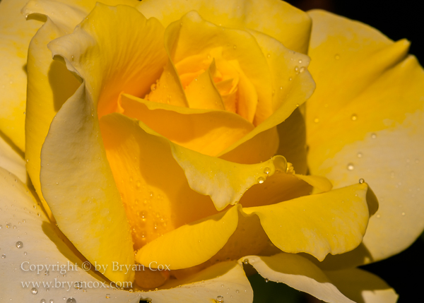 Image of 