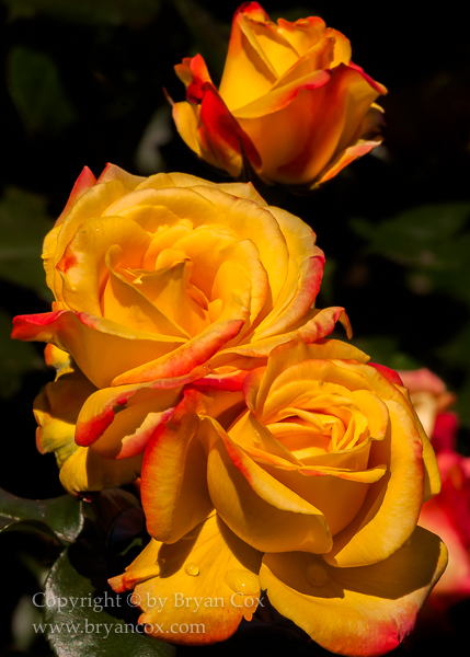 Image of 