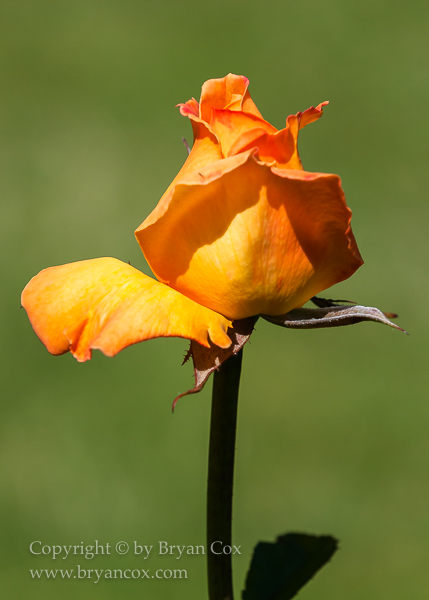 Image of 