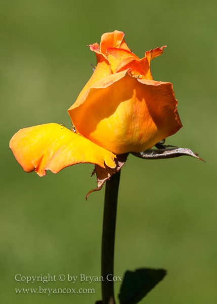 Image of 