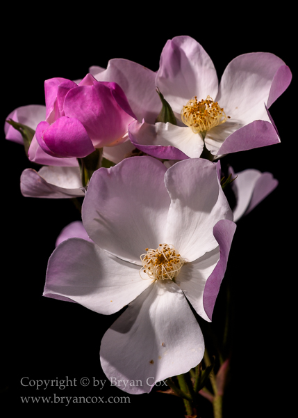 Image of Lyda Rose