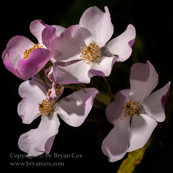 Image of Lyda Rose