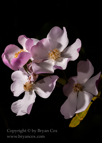 Image of Lyda Rose
