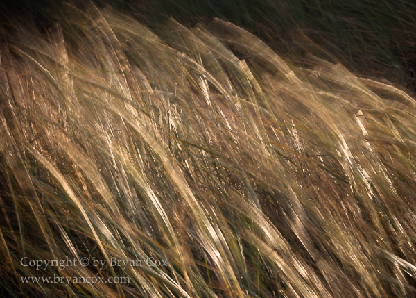Image of Beachgrass