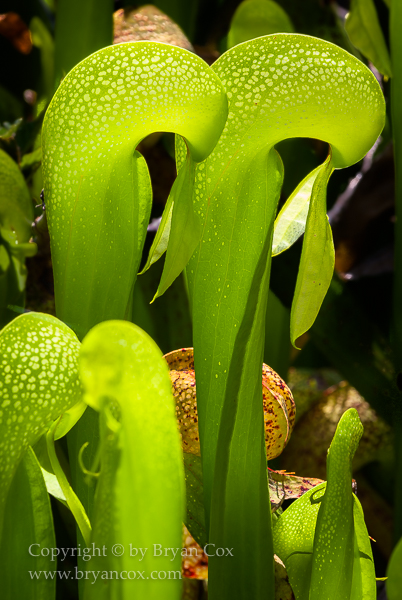 Image of Darlingtonia