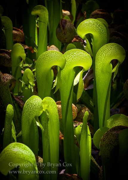 Image of Darlingtonia