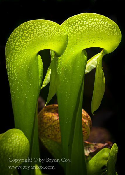 Image of Darlingtonia