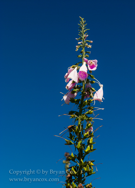 Image of Common foxglove (Digitalis purpurea)