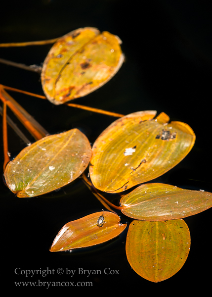 Image of Pondweed