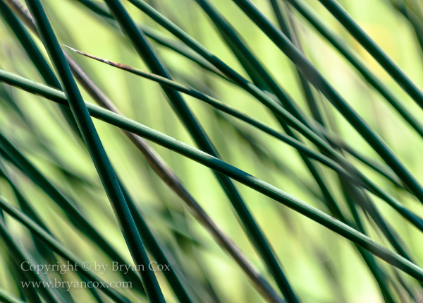 Image of Reeds