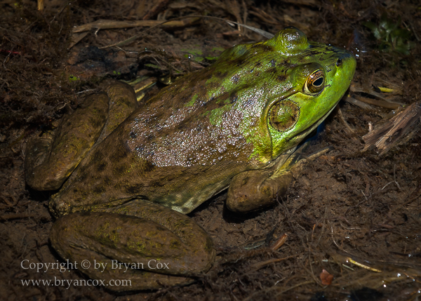Image of Bullfrog