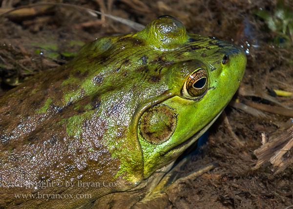 Image of Amphibians