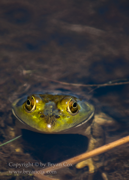 Image of Bullfrog