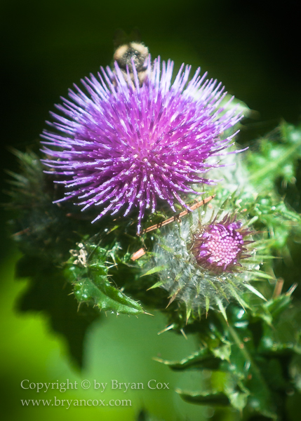 Image of Thistle