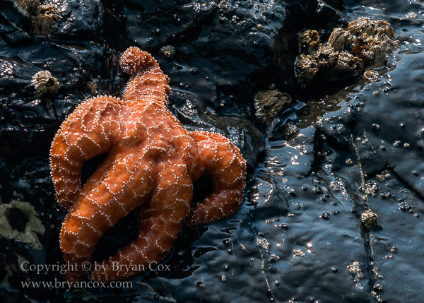 Image of Sea Star (Pisaster ochraceus)