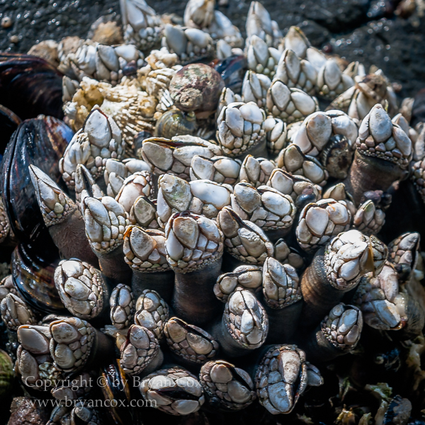 Image of Gooseneck Barnacles