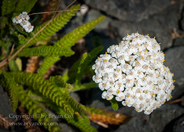 Image of Yarrow