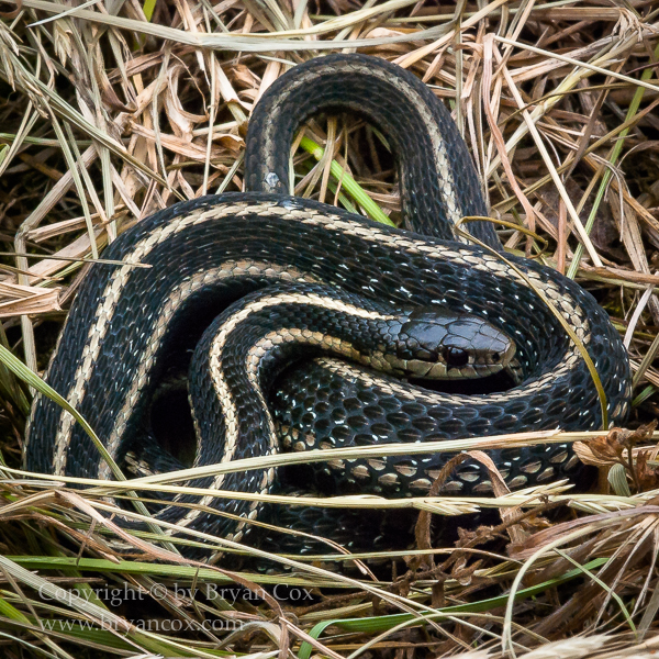 Image of Common Gartersnake