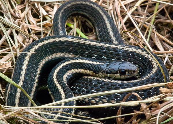 Image of Common Gartersnake