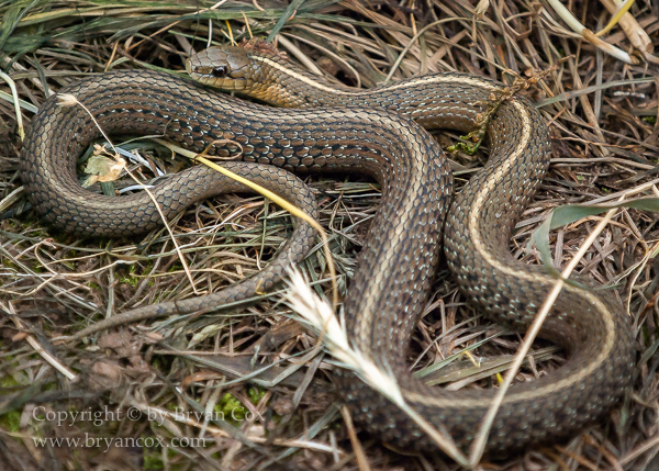 Image of Common Gartersnake