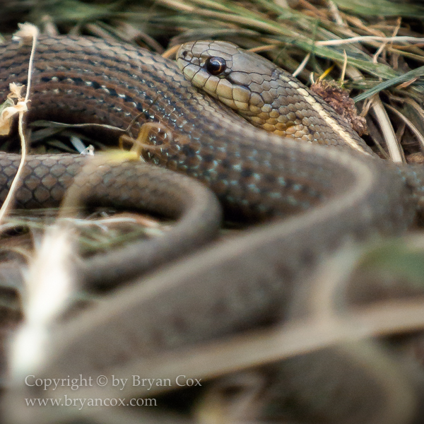 Image of Common Gartersnake