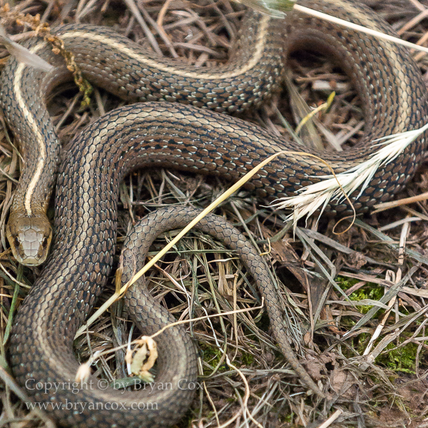 Image of Common Gartersnake
