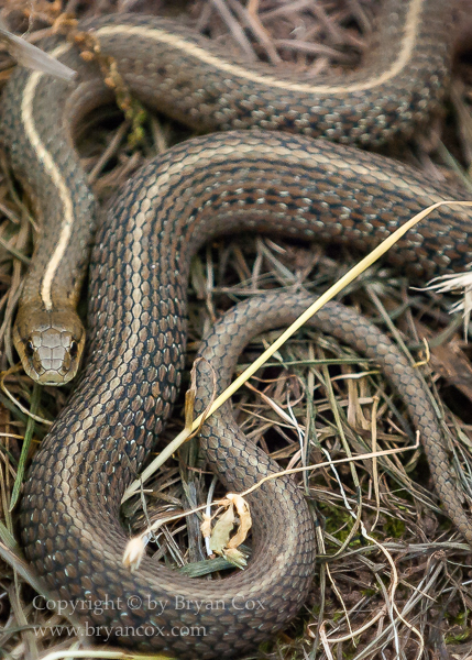 Image of Common Gartersnake