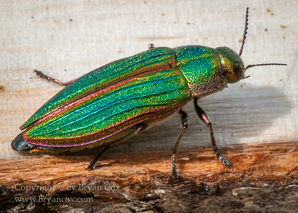 Image of Golden Bupestrid Beetle (Buprestis aurulenta)