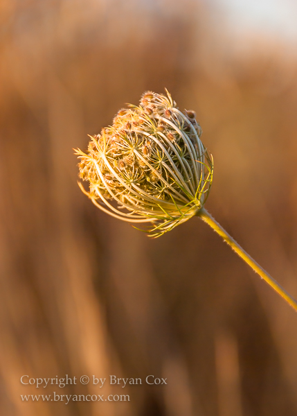 Image of Queen Anne's Lace