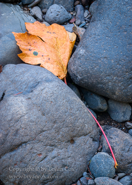 Image of Bigleaf Maple leaf