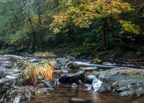 Image of Wilson River