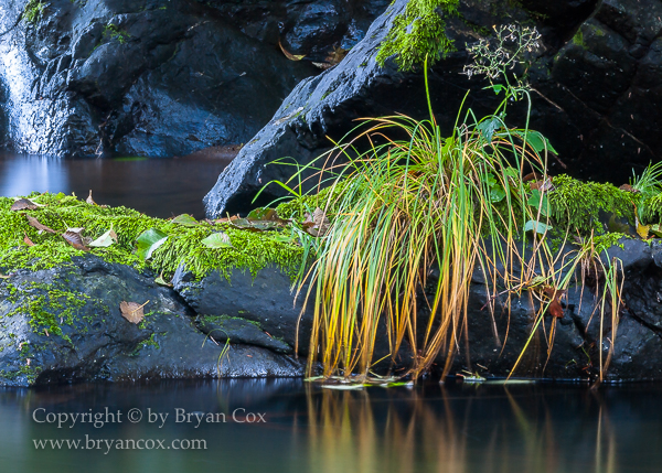 Image of Wilson River