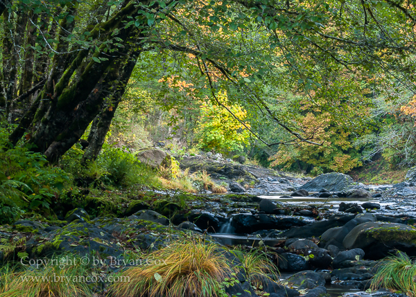 Image of Wilson River