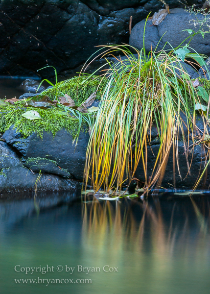 Image of Wilson River