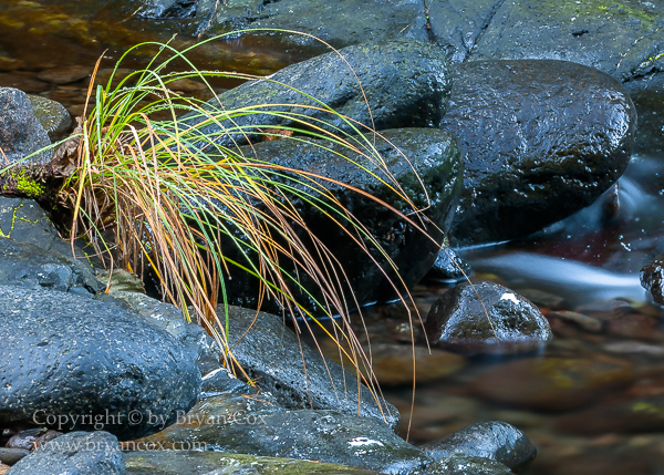 Image of Wilson River