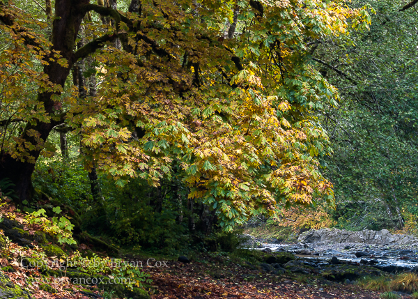 Image of Wilson River